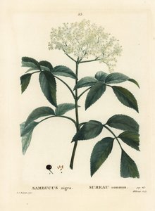 Black Elder or European Elderberry, Sambucus Nigra