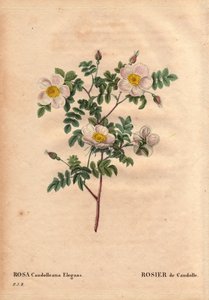Botanical Board, Flower, Rose Variety: De Candolle