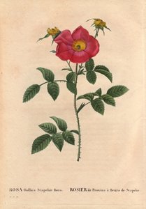Botanical Board, Flower, Rose Variety: Provin Rose with Stapelia Flowering (Rosa Gallica Stapeliae Flora). In 