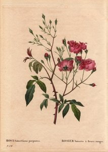 Botanical Board, Flower, Rose Variete: Rosa hazelnut with red flowers