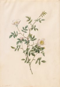 Brier Bush Rose or Dog Rose (Rosa Sepium Rosea) by Pierre Joseph Redouté