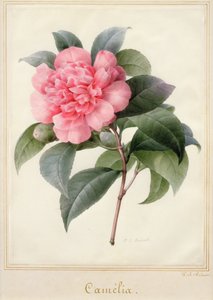 Camelia