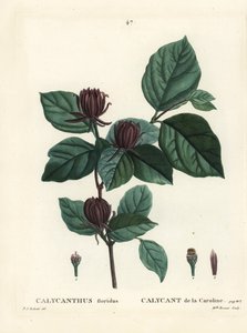Carolina Spicebush or Eastern Sweetshrub, Calycanthus Floridus