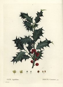 Common Holly, Ilex aquifolium by Pierre Joseph Redouté