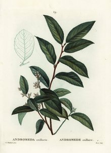 Fetterbush, Andromeda Axillaris