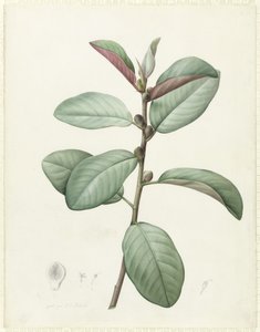 Ficus Rubeginosa by Pierre Joseph Redouté