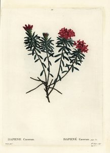 Garland flower rose gold daphne, Daphne cneorum