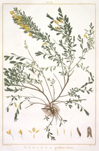 Genista pedunculata, from Stripes Novae aut Minus Cognitae, 1784 by Pierre Joseph Redouté