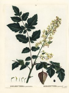 Goldenrain Tree, Pride of India, China Tree or Varnish Tree, Koelreuteria Paniculata. Handcoloured Stipple Engraving by Pierre-Joseph Redoute from Henri Louis Duhamel du Monceau
