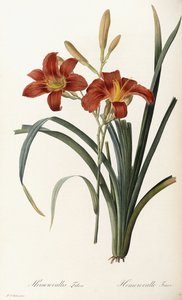Hemerocallis Fulva - Tawny Daylily