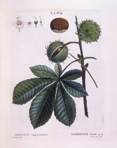 Horse-chestnut or Conker Tree (Aesculus hippocastanum) by Pierre Joseph Redouté