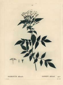 Jasmine, Jasminum officinale