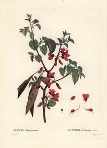 Judas Tree, Cercis Siliquastrum by Pierre Joseph Redouté