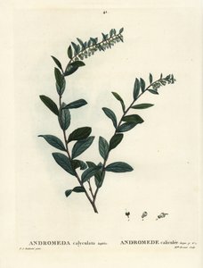 Leatherleaf, Chamaedaphne calyculata. Handcoloured stipple engraving by Miss Brenet after an illustration by Pierre-Joseph Redoute from Henri Louis Duhamel du Moncel