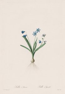 The Lilies: Scilla amaena by Pierre Joseph Redouté