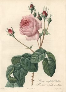 Lettuce Leaf Rose - Engraving by Langlois, Based on an Illustration by Pierre Joseph Redoute, from Les Roses by Pierre Joseph Redouté