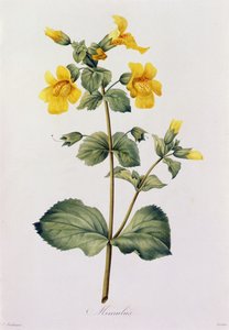 Mimulus by Pierre Joseph Redouté