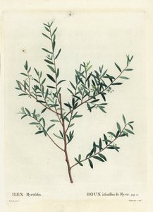 Myrtle holly or myrtle dahoon, Ilex myrtifolia. Handcoloured stipple engraving by Delaneaux after an illustration by Pierre-Joseph Redoute from Henri Louis Duhamel du Monceau