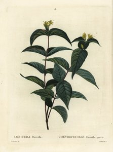 Northern bush honeysuckle, Diervilla lonicera (Lonicera diervilla). Handcoloured stipple engraving by Du Ruisseau after an illustration by Pierre-Joseph Redoute from Henri Louis Duhamel du Moncel