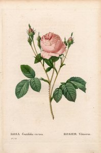 Pink Vilmorin, Rosa centifolia Vilmorin by Pierre Joseph Redouté