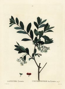 Pyrenees honeysuckle, Lonicera pyrenaica. Handcoloured stipple engraving by Tessaert after an illustration by Pierre-Joseph Redoute from Henri Louis Duhamel du Monceau