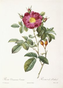Rosa Damascena Coccina by Pierre Joseph Redouté