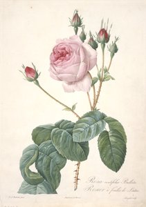 Rosa centifolia Bullata, from Les Roses, 1817-24