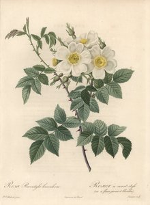 Rosier a short style, variete with yellow and white flowers - from an illustration by Pierre Joseph Redoute, extract from Les Roses