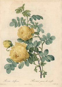 Rosier des Turks - Engraving by Langlois, Based on an Illustration by Pierre Joseph Redoute, from Les Roses