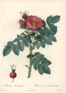 Rough Rose or Kamchatka Rose - Engraving by Chapuy, from an Illustration by Pierre Joseph Redoute, from Les Roses by Pierre Joseph Redouté