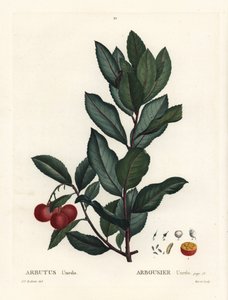 Strawberry Tree, Arbutus Unedo by Pierre Joseph Redouté