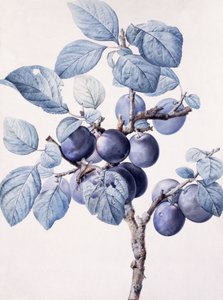 The Branch of a Plum-Tree Bearing Fruit with a Wasp Drinking Water on a Leaf by Pierre Joseph Redouté