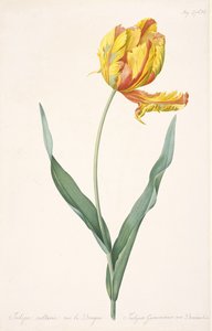 Tulipa Gesneriana var. Dracontia Parrot Tulip, 1816