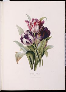 Tulips, from 