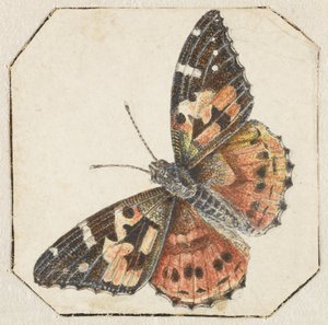 Painted Lady (Vanessa cardui) by Pieter Barbiers (possibly)
