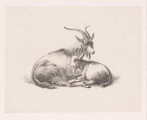 Buck and a Goat