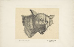 Head of a Wolf or Dog by Pieter Bartholomeusz. Barbiers
