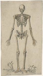 Male Skeleton, Front View by Pieter Feddes van Harlingen
