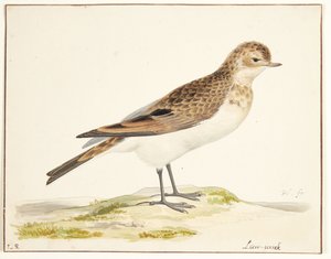 A Skylark (alauda arvensis)
