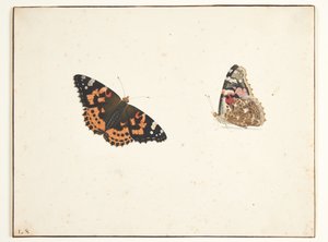 Two Studies of a Painted Lady Butterfly (Vanessa cardui L.)