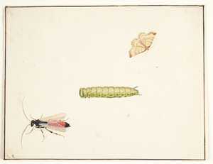 Three Insect Studies by Pieter Holsteijn