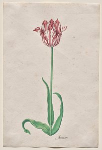 Study of a Tulip (Anvaers) by Pieter Holsteyn II
