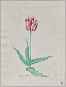 Study of a Tulip (Perregoen Machieu) by Pieter Holsteyn II