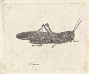 Grasshopper