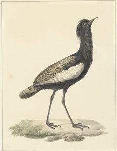 Great Indian Bustard (Eupodotis bengalensis / Houbaropsis bengalensis)