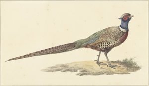 Pheasant