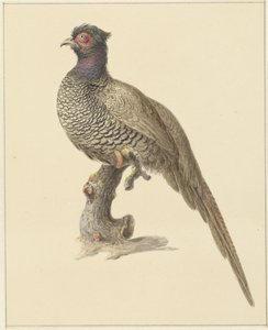 Hunting Pheasant