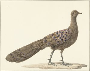 Mirror Peacock