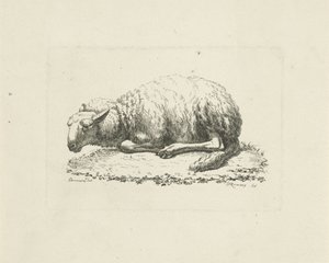 Lying Sheep by Pieter Roosing