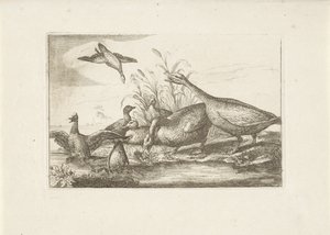 Ducks and Geese